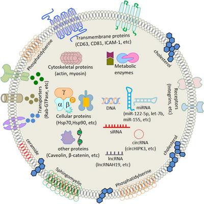 Mesenchymal Stromal Cell-Derived Tailored Exosomes Treat Bacteria-Associated Diabetes Foot Ulcers: A Customized Approach From Bench to Bed